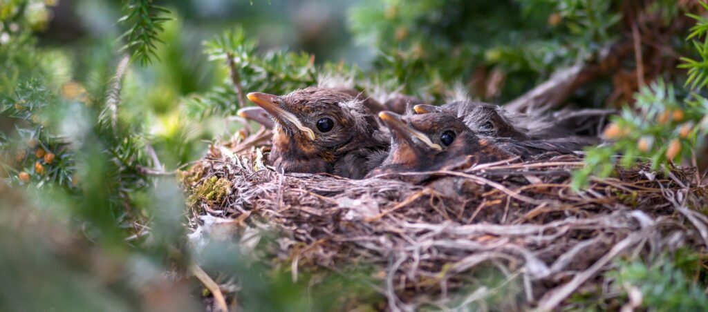 Période de nidification : vigilance au jardin et lors des travaux