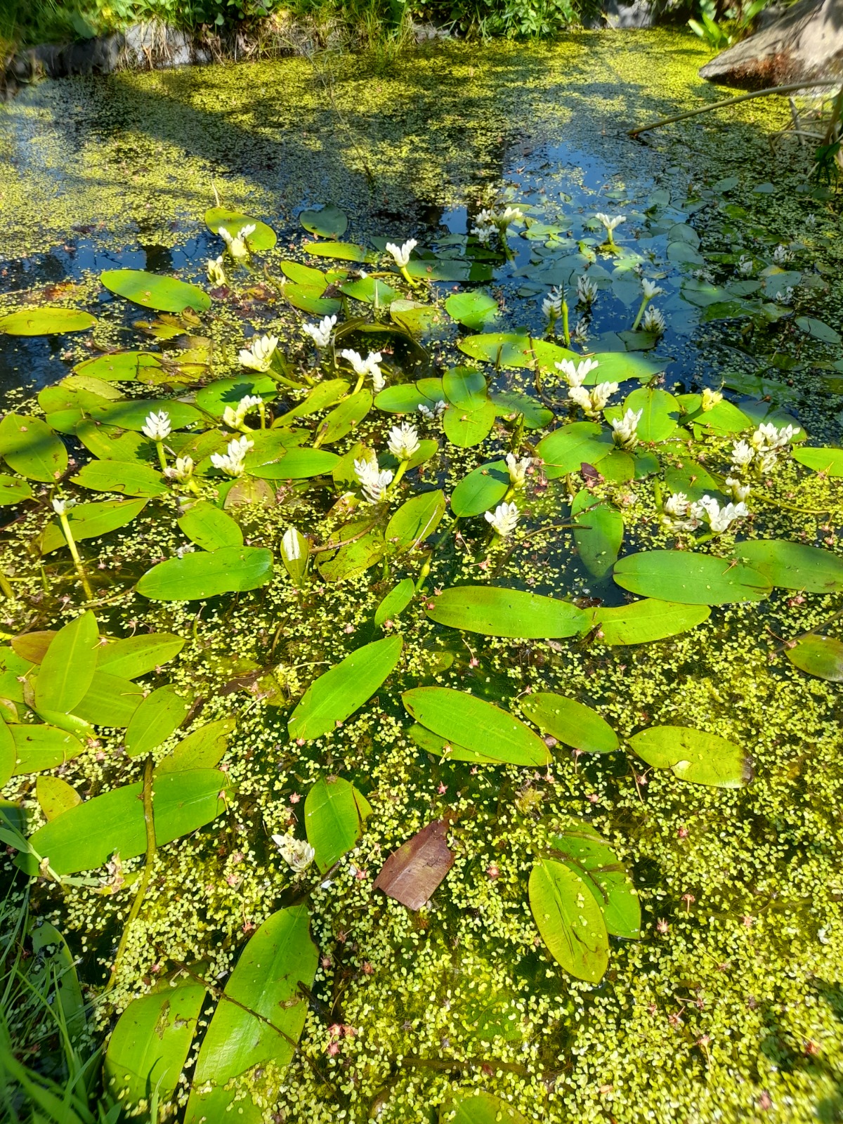 Alerte sur les potentielles Espèces Exotiques Envahissantes : la vanille d’eau, une magnifique plante aquatique venue d’Afrique du Sud