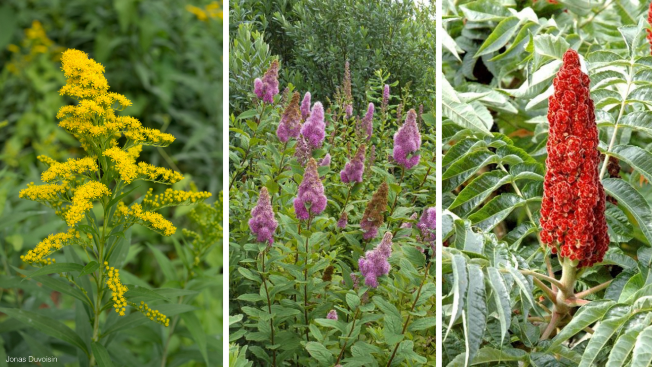 Des invasives dans votre jardin?