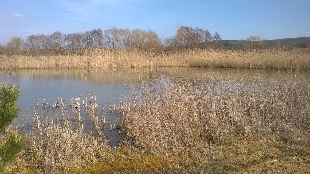 Quand la nature devient notre meilleure protection…